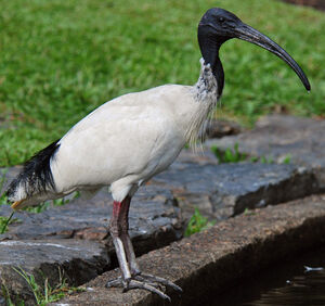Ibis � cou noir