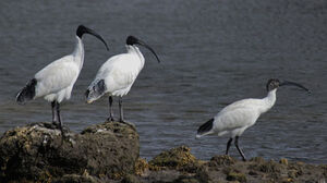 Ibis � cou noir
