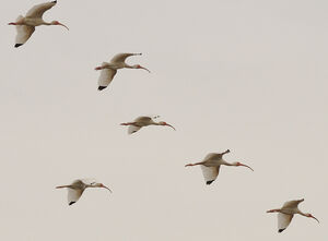 Ibis blanc