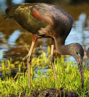 Glossy Ibis 
&copy; Patrick Ingremeau