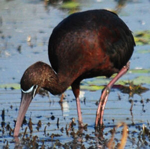 Glossy Ibis 
&copy; Patrick Ingremeau