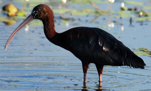 Glossy Ibis 
&copy; Patrick Ingremeau