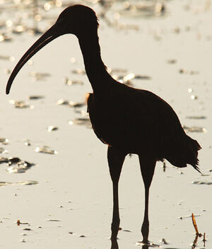 Glossy Ibis 
&copy; Patrick Ingremeau