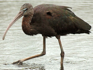 Glossy Ibis 
&copy; Patrick Ingremeau