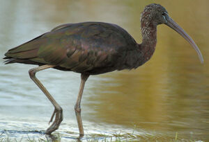 Glossy Ibis 
&copy; Patrick Ingremeau