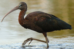 Glossy Ibis 
&copy; Patrick Ingremeau