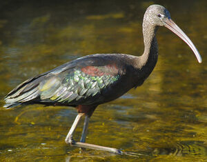 Glossy Ibis 
&copy; Patrick Ingremeau