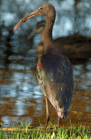 Glossy Ibis 
&copy; Patrick Ingremeau