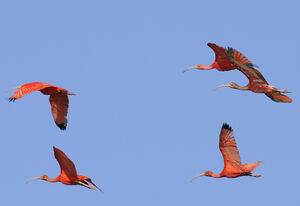 Ibis rouge