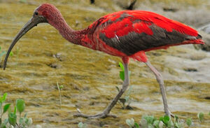 Ibis rouge