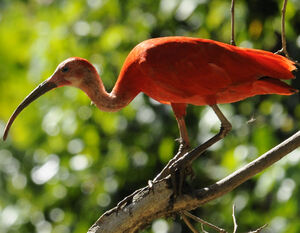 Ibis rouge