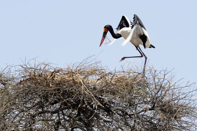 Saddle-billed Stork male adult, Reproduction-nesting