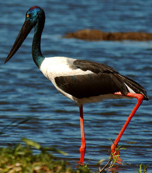 Black-necked Stork