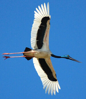 Black-necked Stork