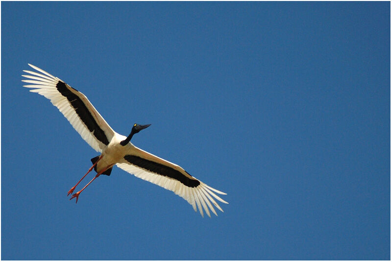 Black-necked Stork female adult