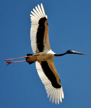 Black-necked Stork