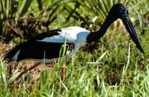 Black-necked Stork