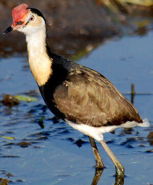 Jacana � cr�te