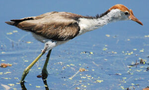 Jacana � cr�te