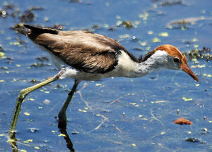 Jacana � cr�te