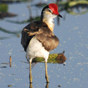 Jacana � cr�te