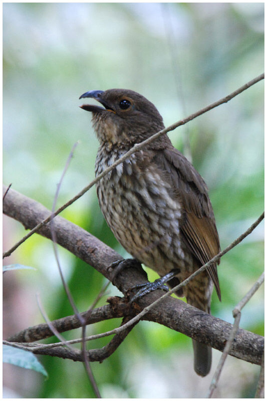 Tooth-billed Bowerbird male adult