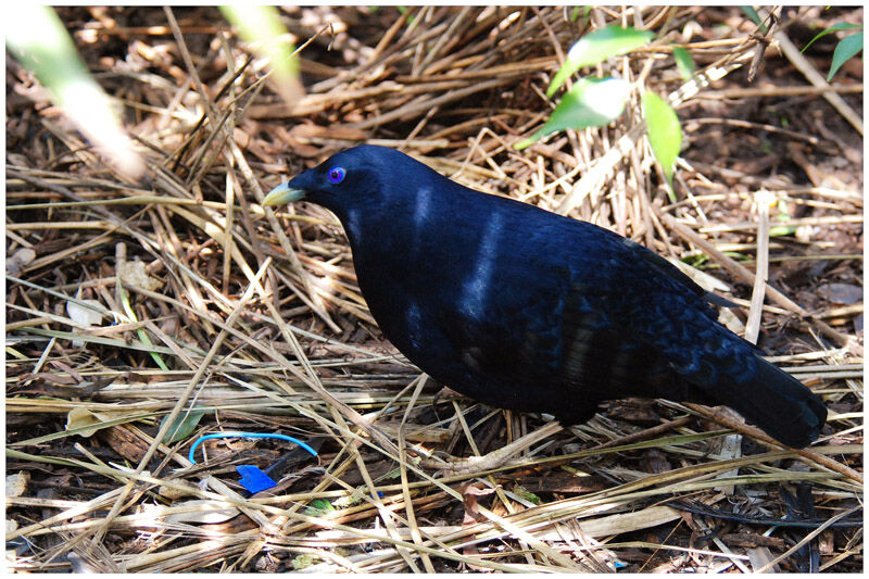 Satin Bowerbird male adult breeding