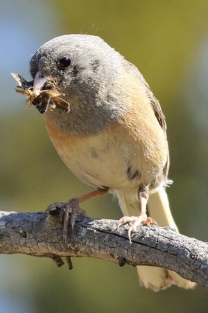 Junco ardoisé