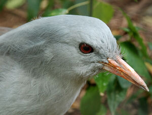 Kagu