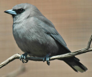 Black-faced Woodswallow