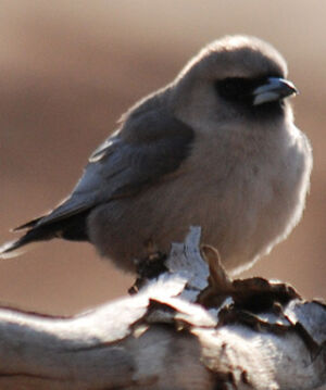 Black-faced Woodswallow