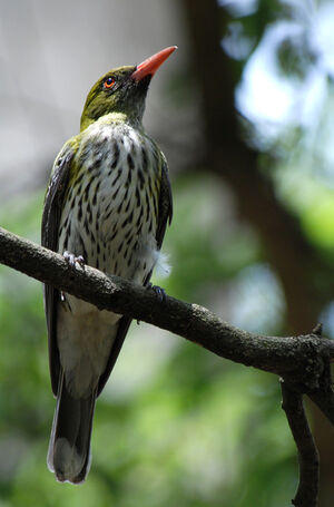 Olive-backed Oriole