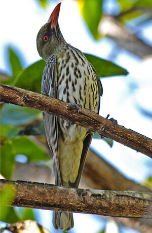 Olive-backed Oriole
