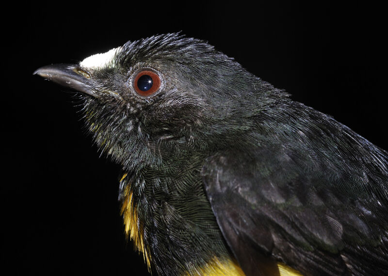White-fronted Manakin male adult