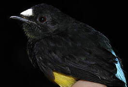 White-fronted Manakin