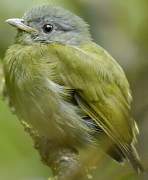 Manakin � t�te blanche