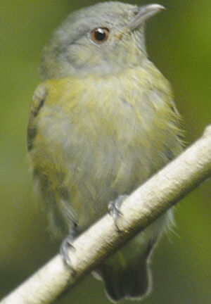 Manakin � t�te blanche