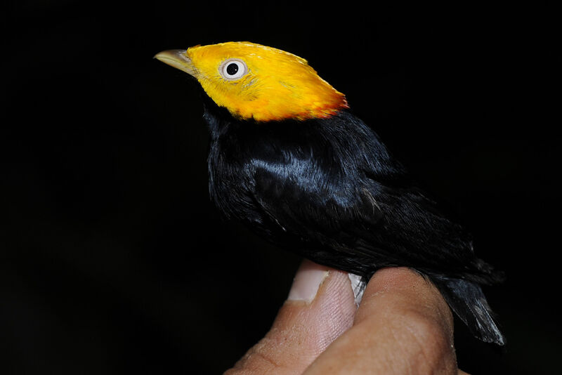 Golden-headed Manakin male adult