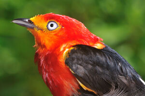 Manakin auréole