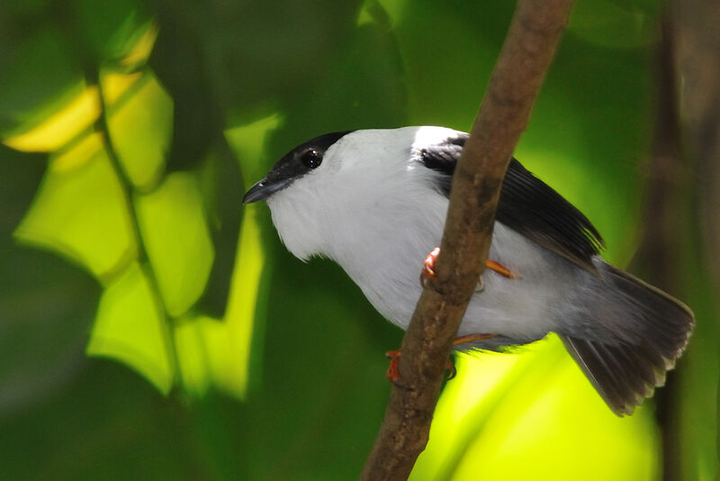 White-bearded Manakin male adult, Reproduction-nesting