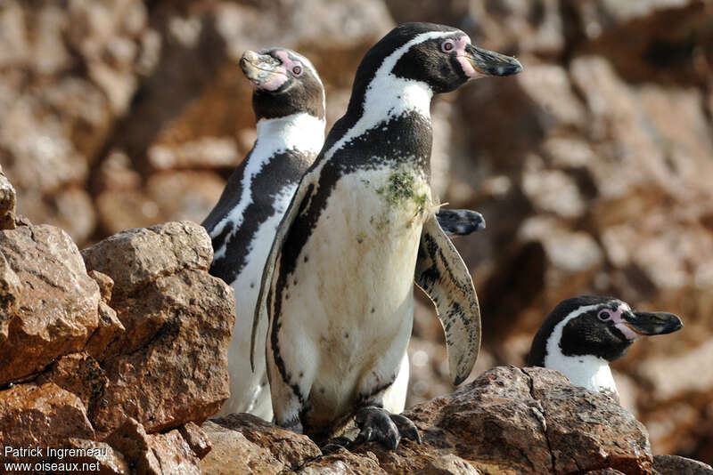 Humboldt Penguinadult, Behaviour