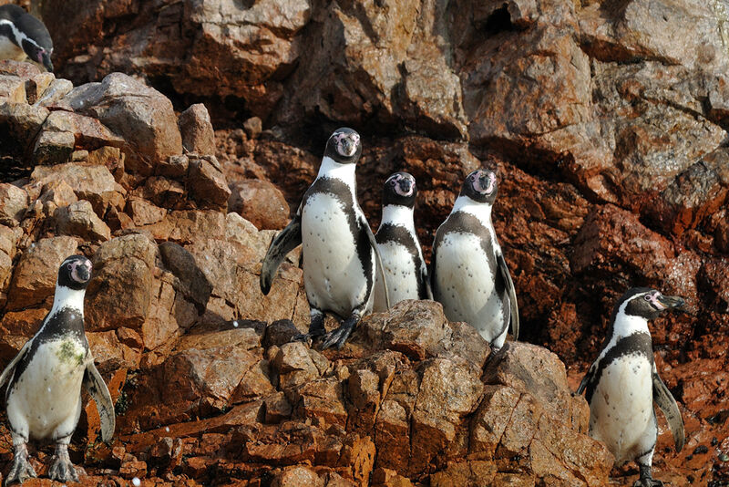Humboldt Penguinadult