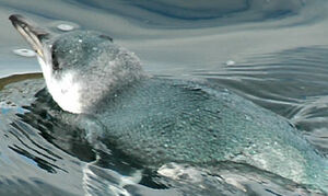 Little Penguin