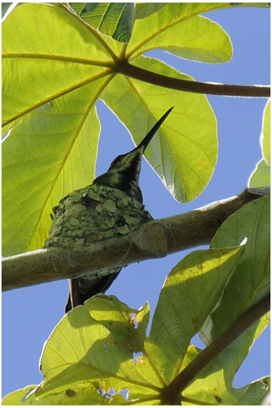 Black-throated Mango female adult