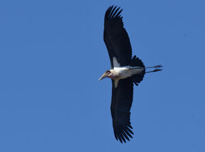 Marabou Stork