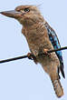 Martin-chasseur à ailes bleues