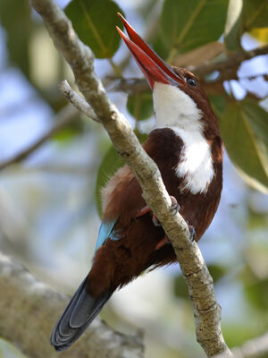 White-throated Kingfisher