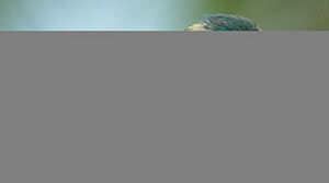 Sacred Kingfisher
