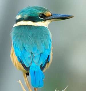 Sacred Kingfisher