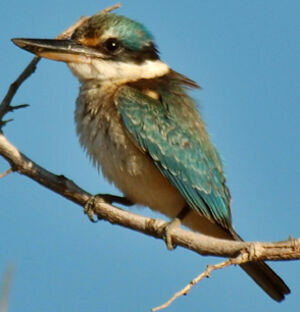 Sacred Kingfisher